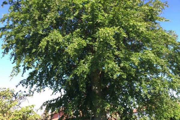 13516471_1065534723537755_7814719297582207851_n