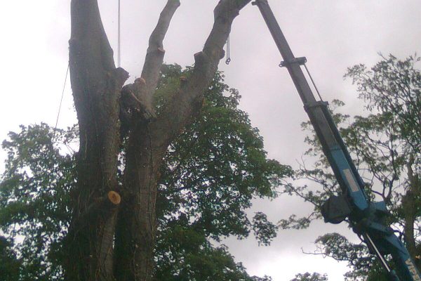 477765_275282975896271_929082741_o